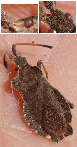 Réf. 322 288 : Enoplops scapha